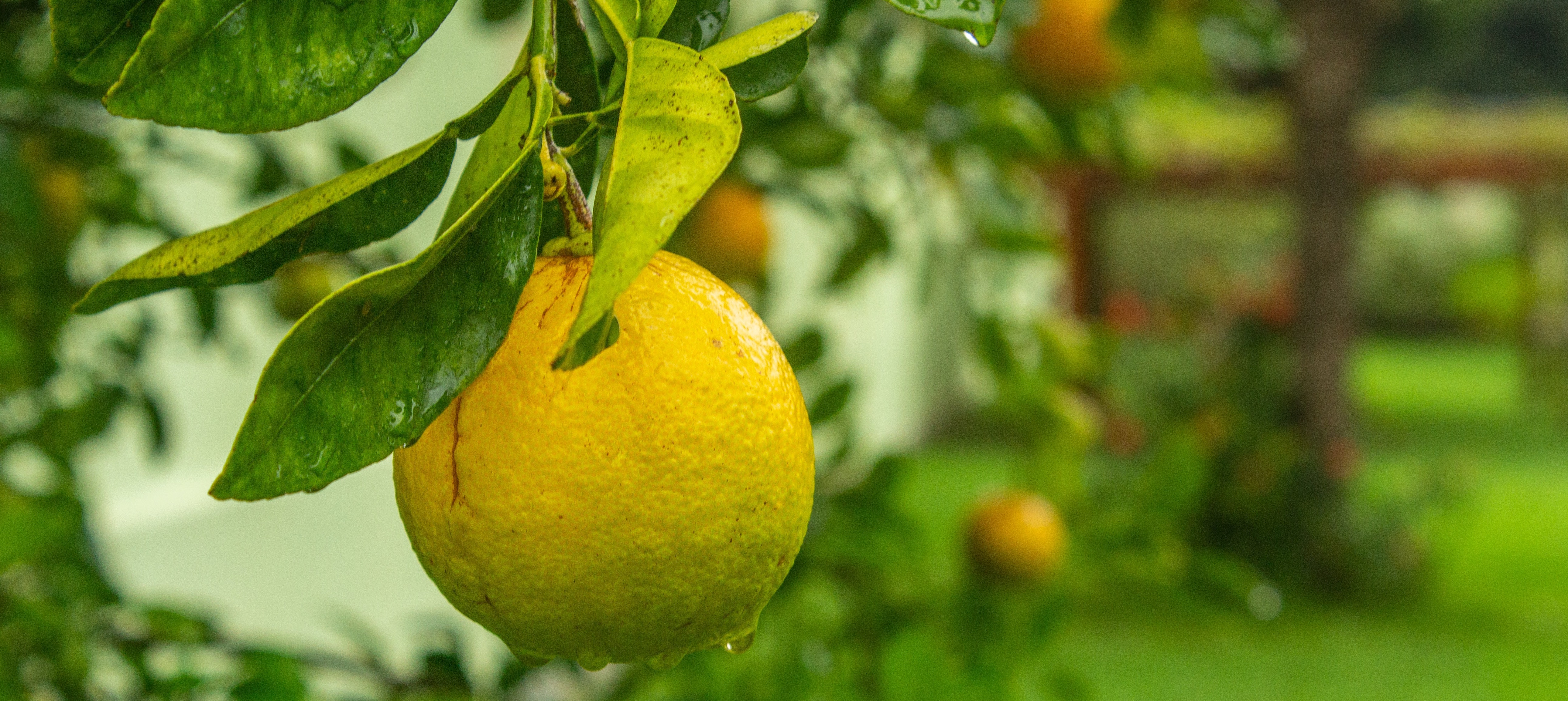 SIDRUN KÖÖGIABILISENA